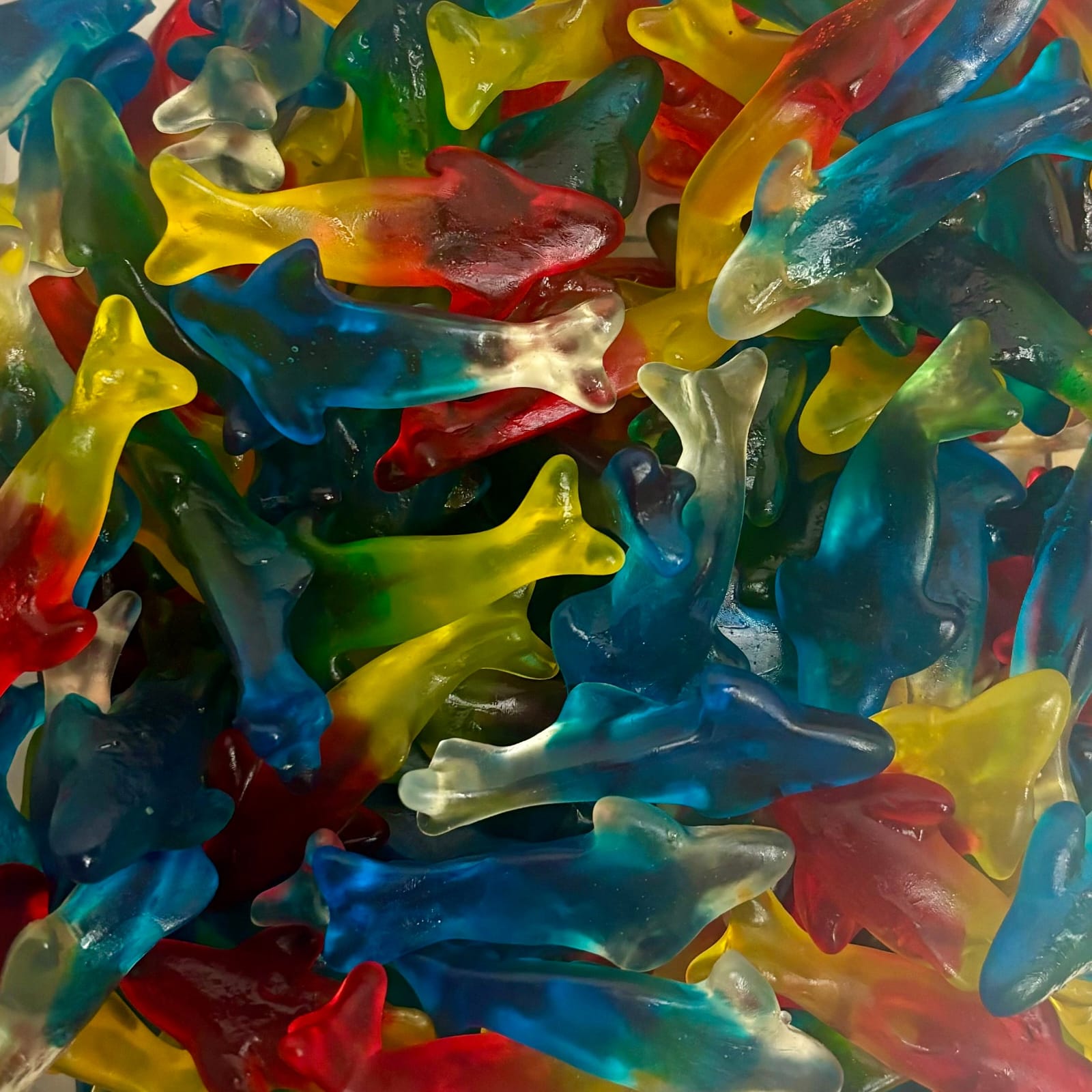 Giant Rainbow Dolphin 100 g